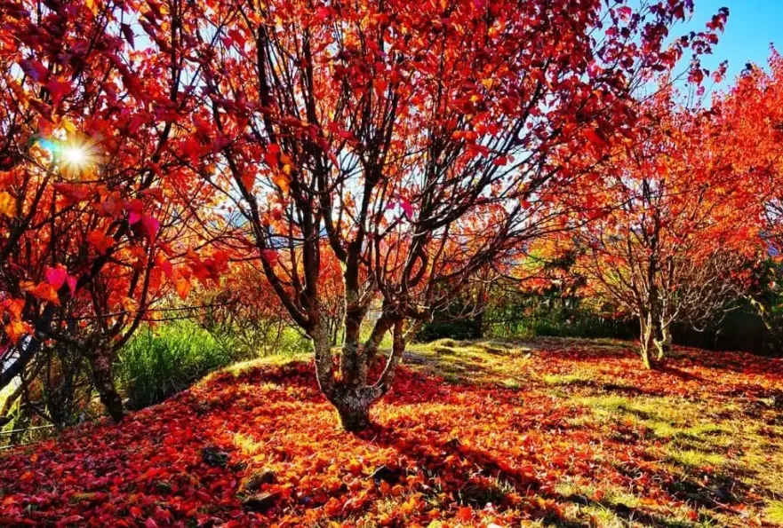 季節限定~阿里山賞紅葉 (11月至12月尾出發團隊適用)(註18)