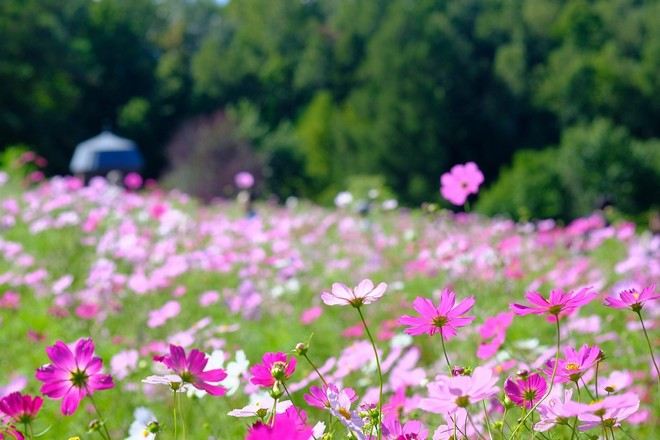國營瀧野鈴蘭丘陵公園
