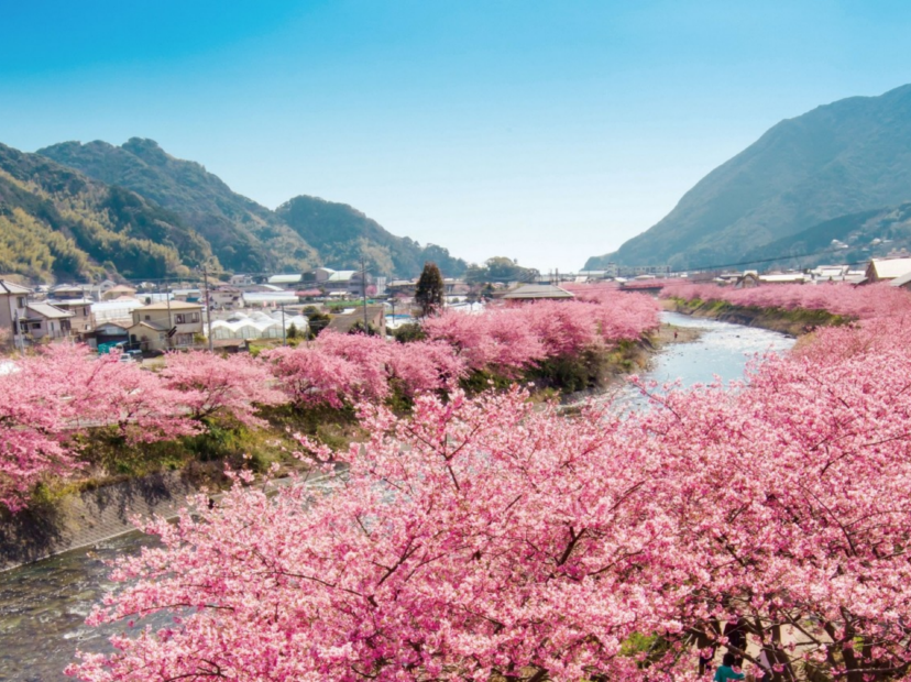 河津櫻花祭