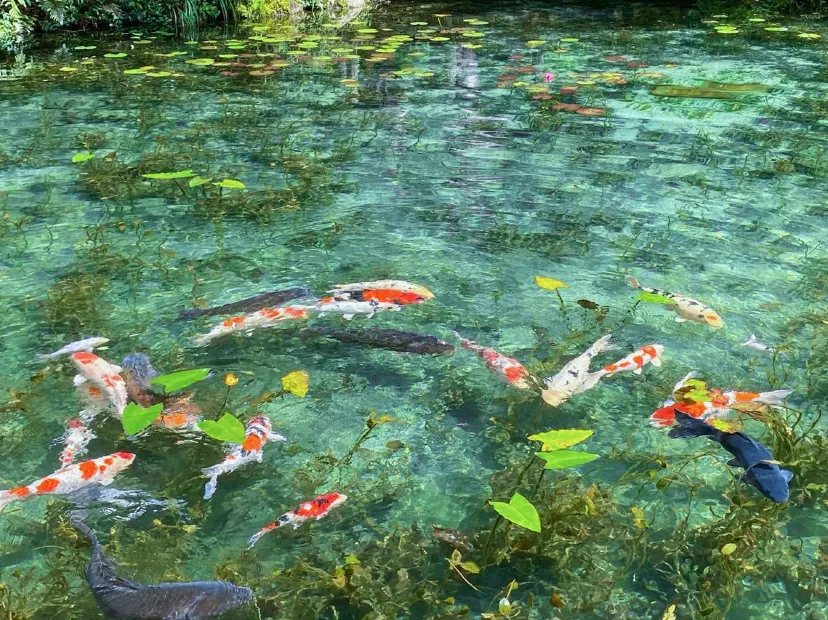 根道神社之池_莫奈池 