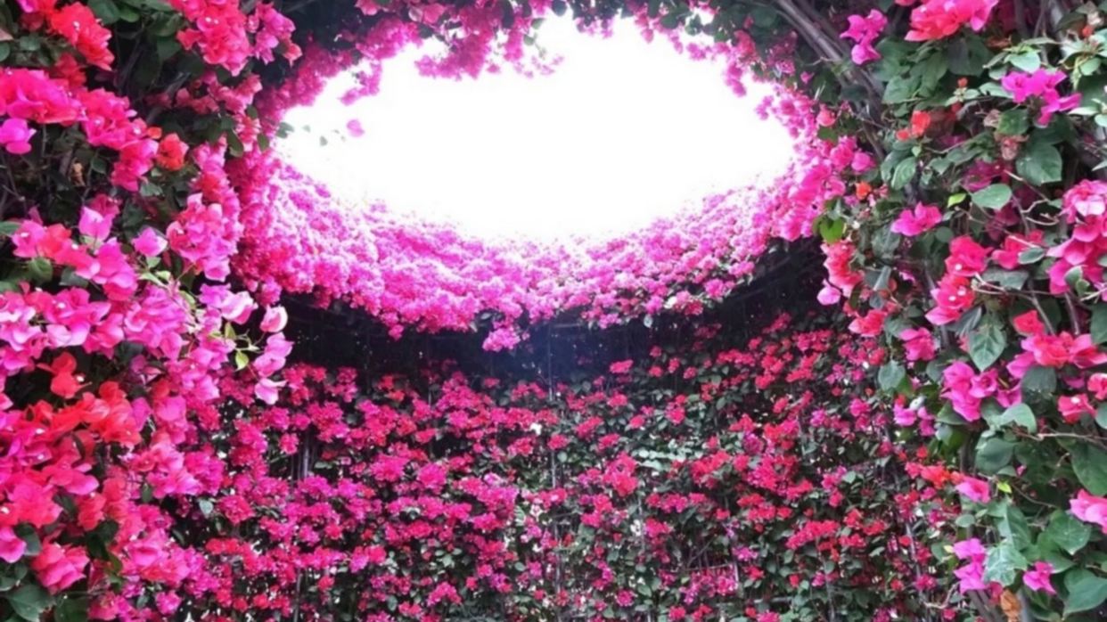 漳州三角梅生態園