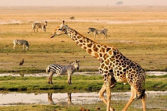 瑪沙瑪拉國家公園保護區