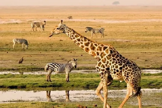 瑪沙瑪拉國家公園保護區