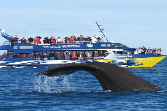 觀鯨之旅