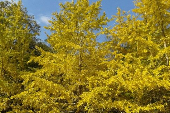 南雄帽子峰林場 