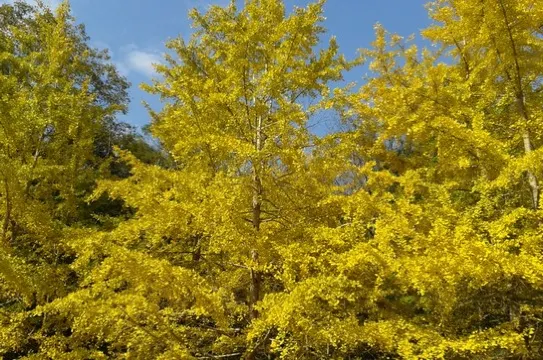 南雄帽子峰林場 