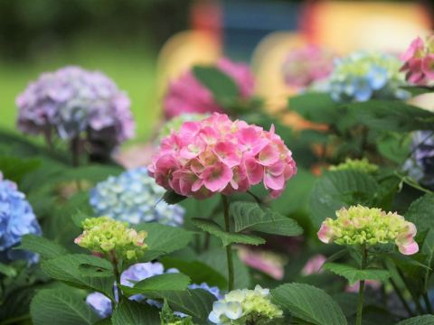 花博記念公園鶴見綠地~風車之丘