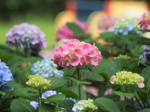 花博記念公園鶴見綠地~風車之丘