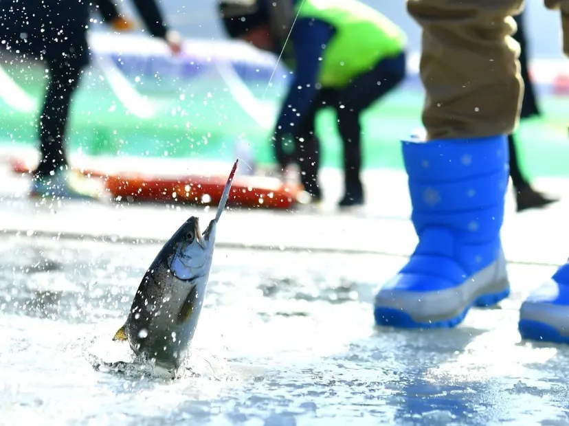 華川山鱒魚慶典