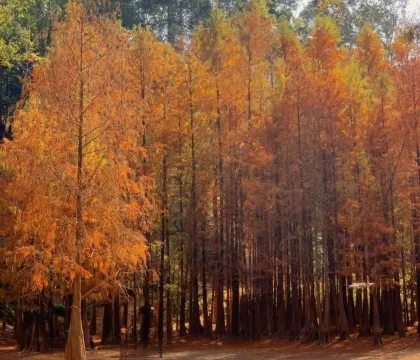 大夫山森林公園