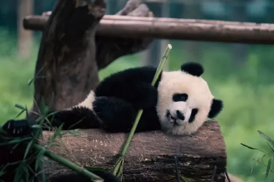 重慶動物園熊貓館