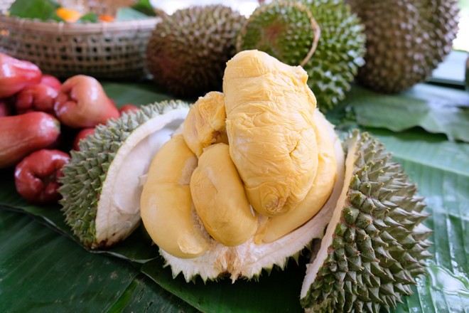 文冬休閒農場【悉心安排】品嚐各種名貴榴槤任食