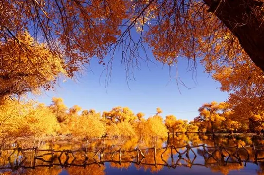 胡楊林秋天