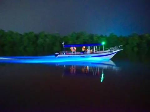 海洋奇觀藍眼淚