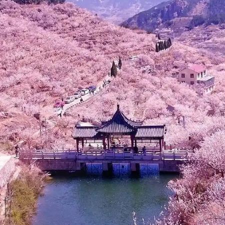 【5鑽】漫山櫻桃花海~大嶗櫻桃谷、海上仙山~嶗山風景區、中山公園春日花卉、青島啤酒博物館、歐陸風情~八大關、雲上海天觀光廳、乘船出海觀光、青島標誌棧橋、聖彌厄爾大教堂、宮廷晚宴《蘭齊宴賦》5天純玩團