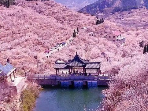 【5鑽】漫山櫻桃花海~大嶗櫻桃谷、海上仙山~嶗山風景區、中山公園春日花卉、青島啤酒博物館、歐陸風情~八大關、雲上海天觀光廳、乘船出海觀光、青島標誌棧橋、聖彌厄爾大教堂、宮廷晚宴《蘭齊宴賦》5天純玩團