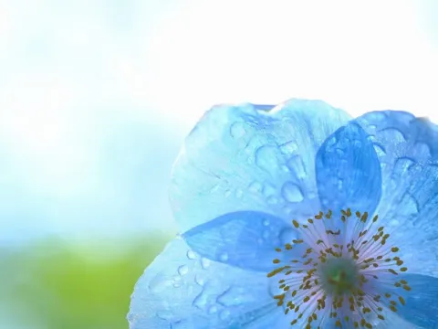 國營瀧野鈴蘭丘陵公園