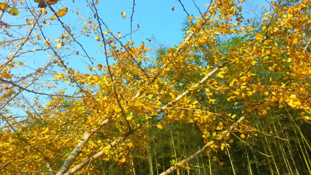 南雄帽子峰林場