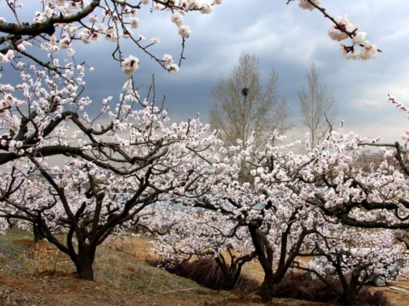 沙地溝杏花林