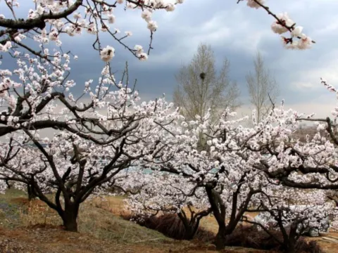 沙地溝杏花林