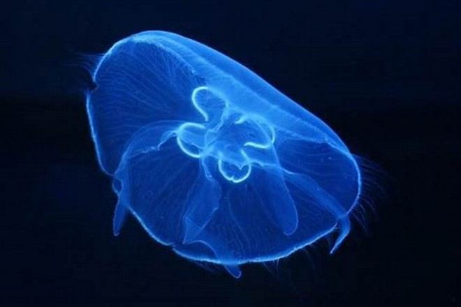 Aquaria KLCC水族館