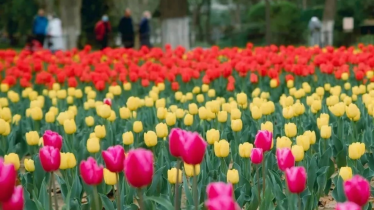 興慶宮賞鬱金香