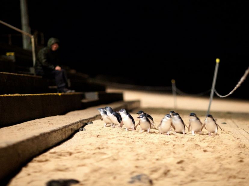 夜觀小企鵝回巢
