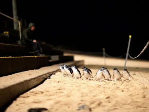 夜觀小企鵝回巢
