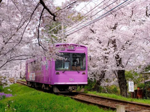 嵐電櫻花列車