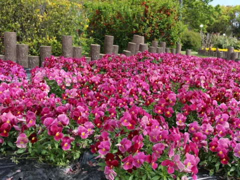 花博記念公園鶴見綠地~風車之丘