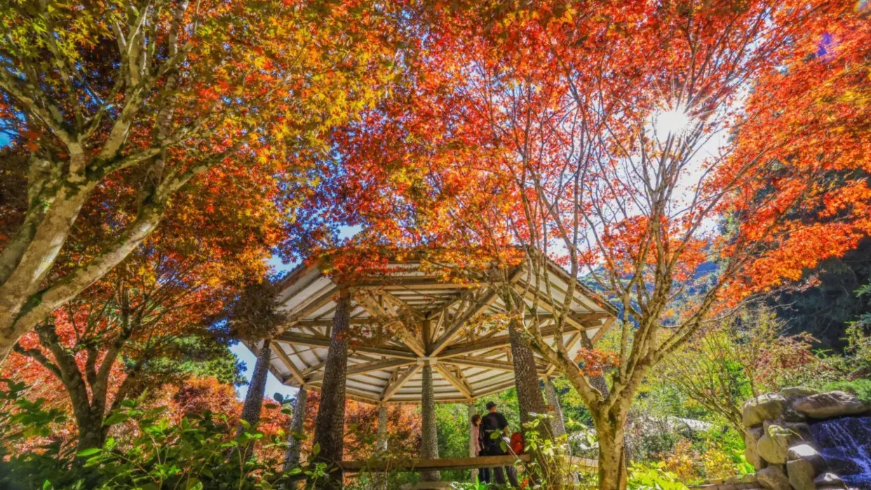 杉林溪紅葉
