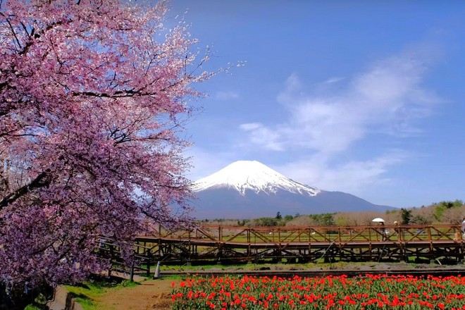 山中湖花之都公園