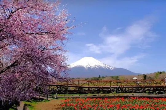 山中湖花之都公園