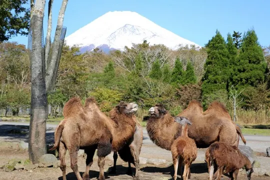 富士野生動物園Safari Park