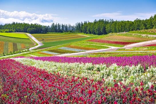北海道_富良野_富田花園_七彩花田