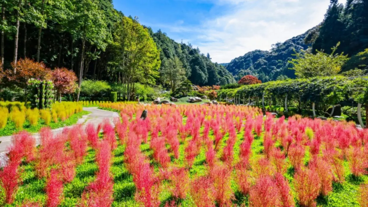 9月初-11月上旬 杉林溪的秋日紅色饗宴