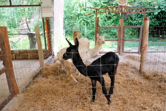 文冬休閒農場 動物