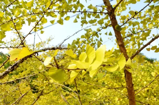 南雄帽子峰林場