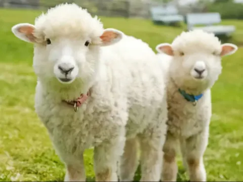 《親子人氣景點》Mother牧場