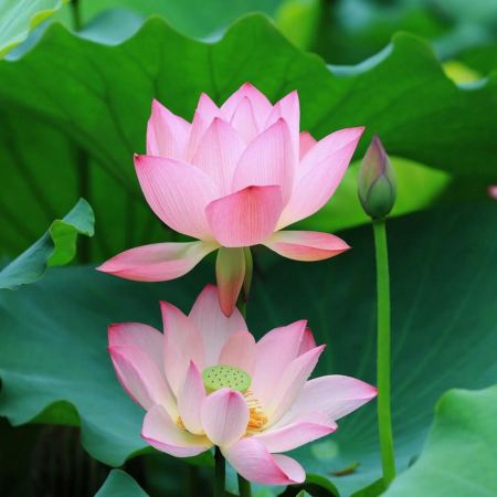 東莞橋頭蓮湖《一年一度賞荷花》暢遊深圳最美古村之一「甘坑客家古鎮」品嚐【招牌紅燒乳鴿宴(每人半隻乳鴿)】【客家土窯雞+秘製三杯鴨宴】純玩一天團