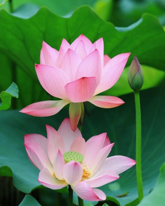 東莞橋頭蓮湖《一年一度賞荷花》暢遊深圳最美古村之一「甘坑客家古鎮」品嚐【招牌紅燒乳鴿宴(每人半隻乳鴿)】【客家土窯雞+秘製三杯鴨宴】純玩一天團