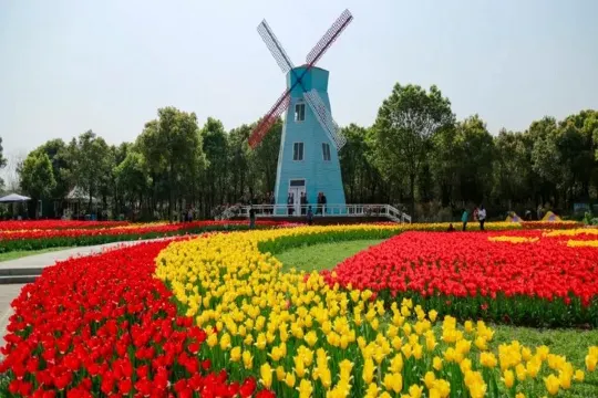 東西湖鬱金香公園