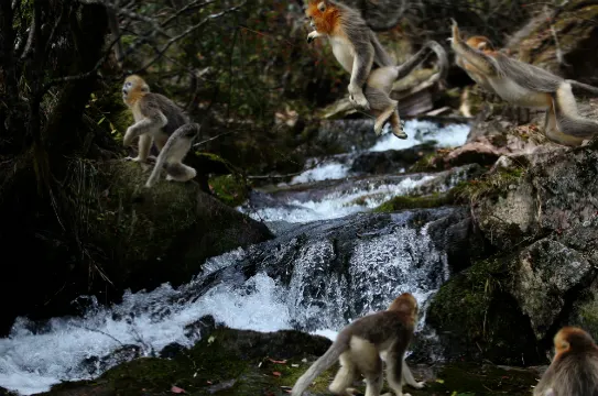 神農架自然保護區