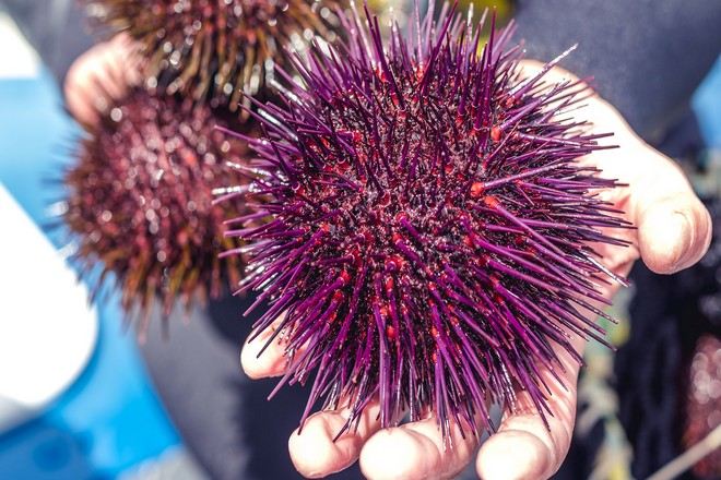 塔斯曼尼亞海鮮遊船