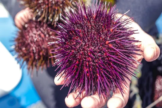 塔斯曼尼亞海鮮遊船