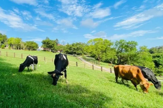飛牛牧場