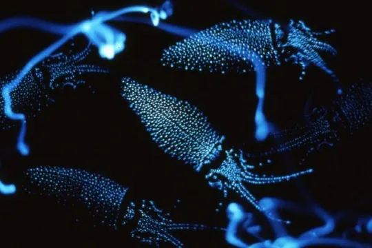 螢光烏賊博物館