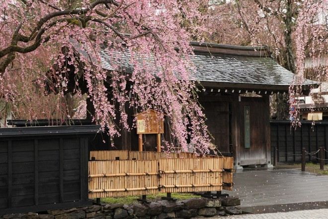 秋田角館枝垂櫻