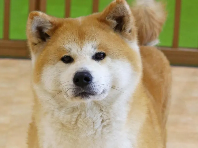 秋田犬之里