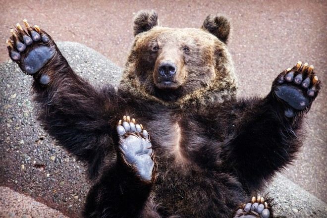 昭和新山熊牧場